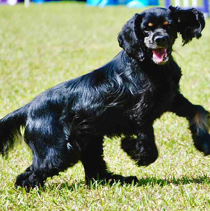 A picture of HotRod, a 3 years 8 months old Other dog.