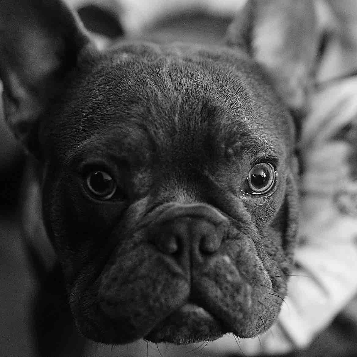 A picture of Zeus, a 3 years 1 month old Other dog.