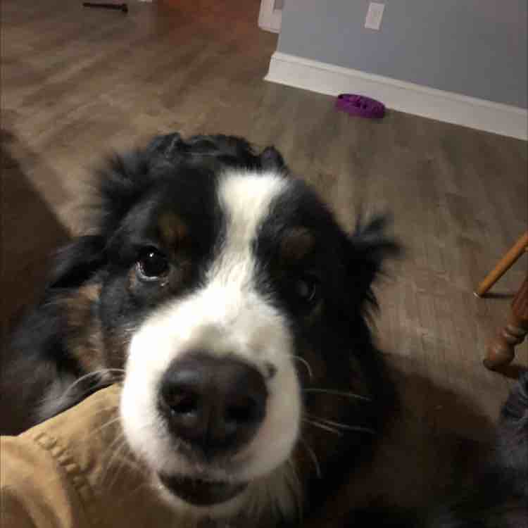 A picture of Tibby, a 8 years 6 months old Other dog.