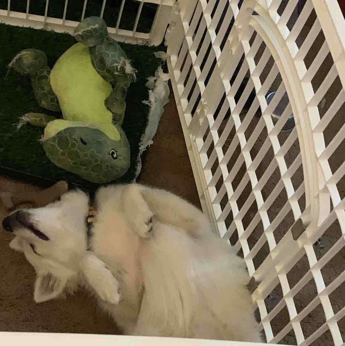A picture of Pike, a 5 years 5 months old American Eskimo Dog dog.