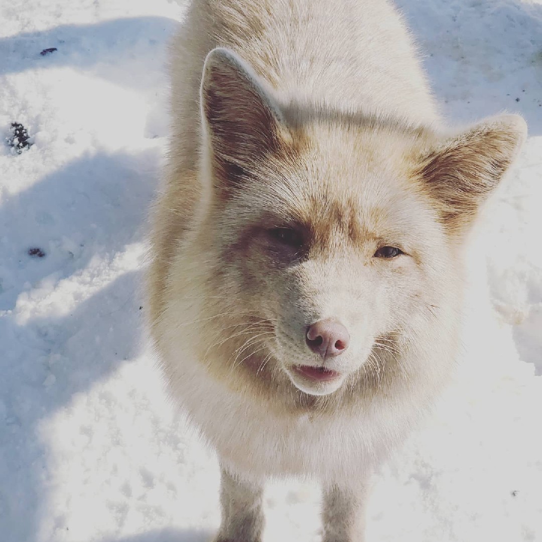A picture of Khaleesi, a 6 years 2 months old Other Mix dog.