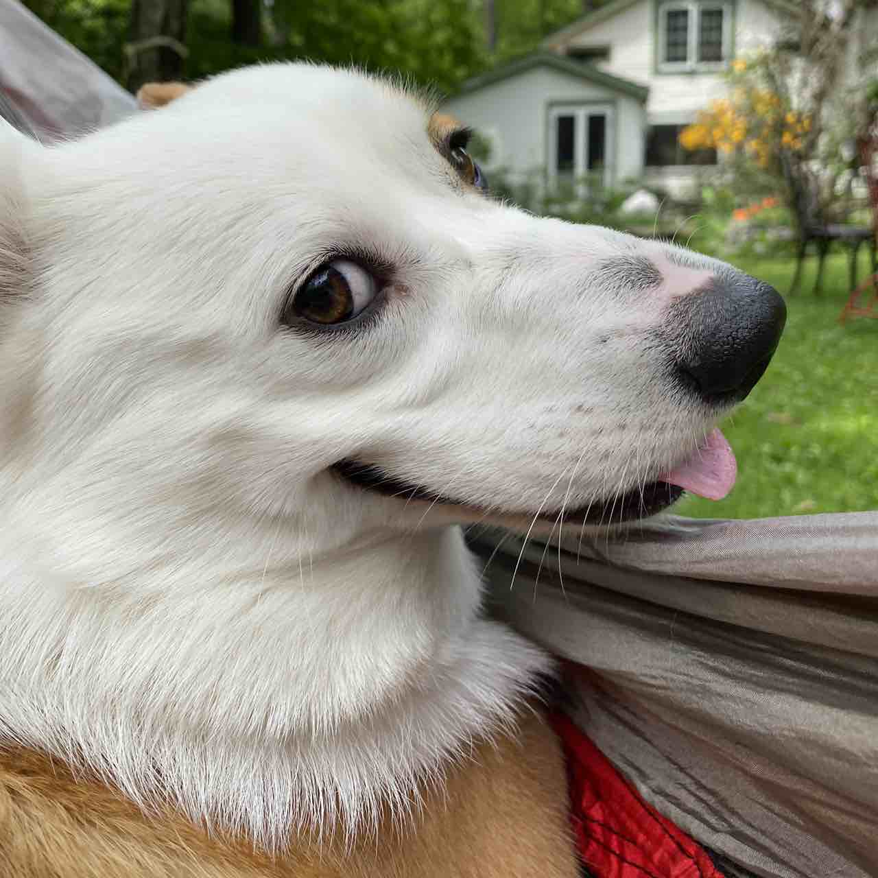 A picture of Harriet, a 5 years 11 months old Pembroke Welsh Corgi dog.