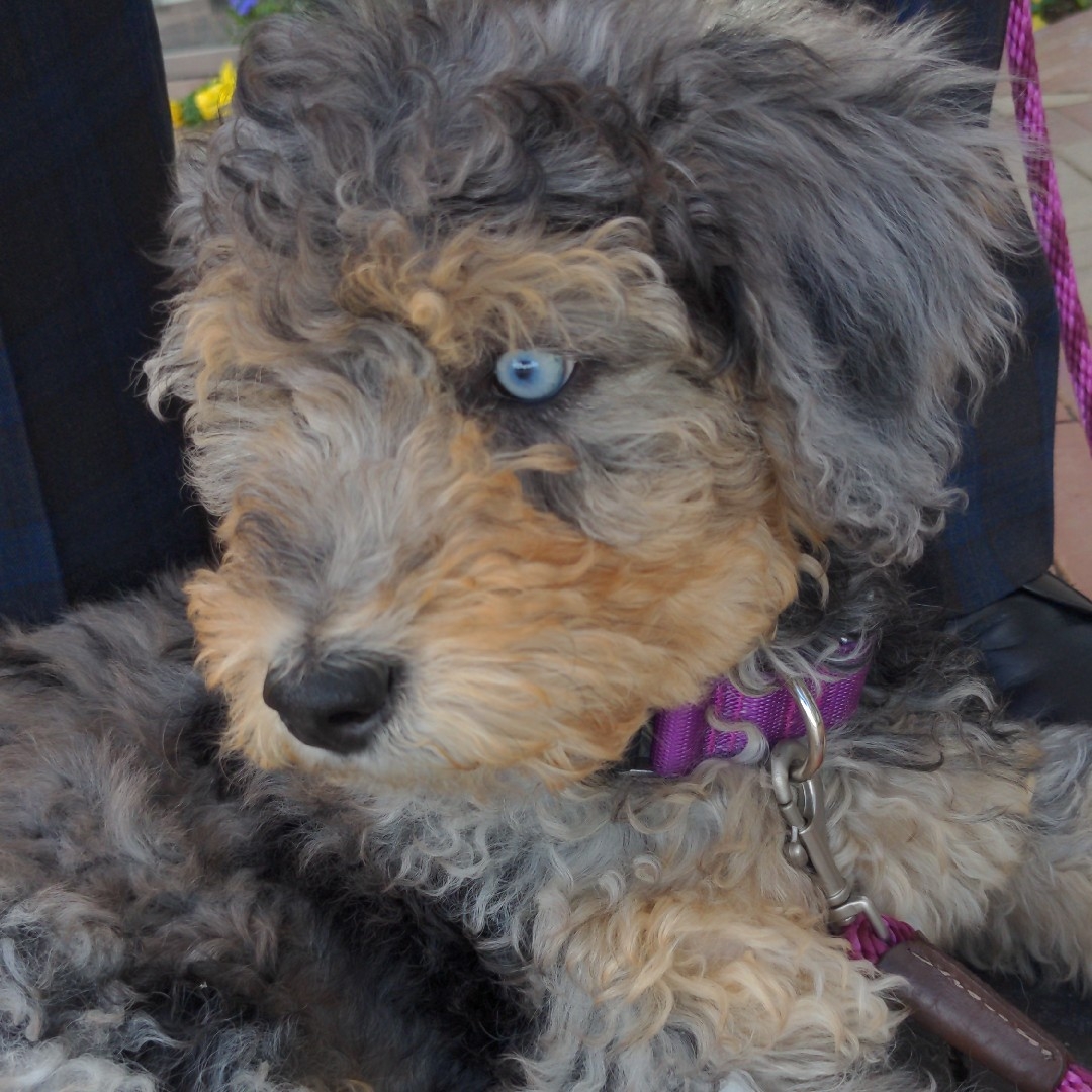 A picture of Ossi, a 3 years 5 months old Other dog.
