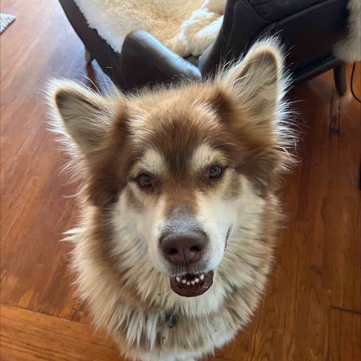 A picture of Rose, a 7 years 1 month old Alaskan Malamute dog.