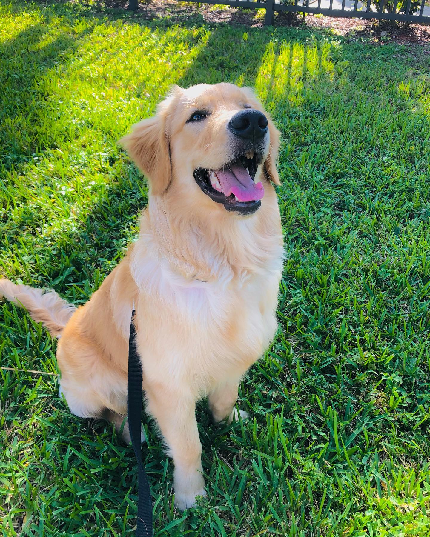 A picture of Forky, a 4 years 2 months old Other dog.