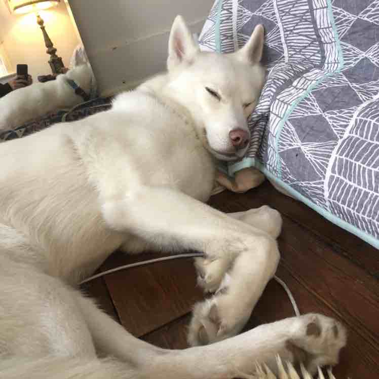 A picture of Zima, a 7 years 7 months old Other dog.