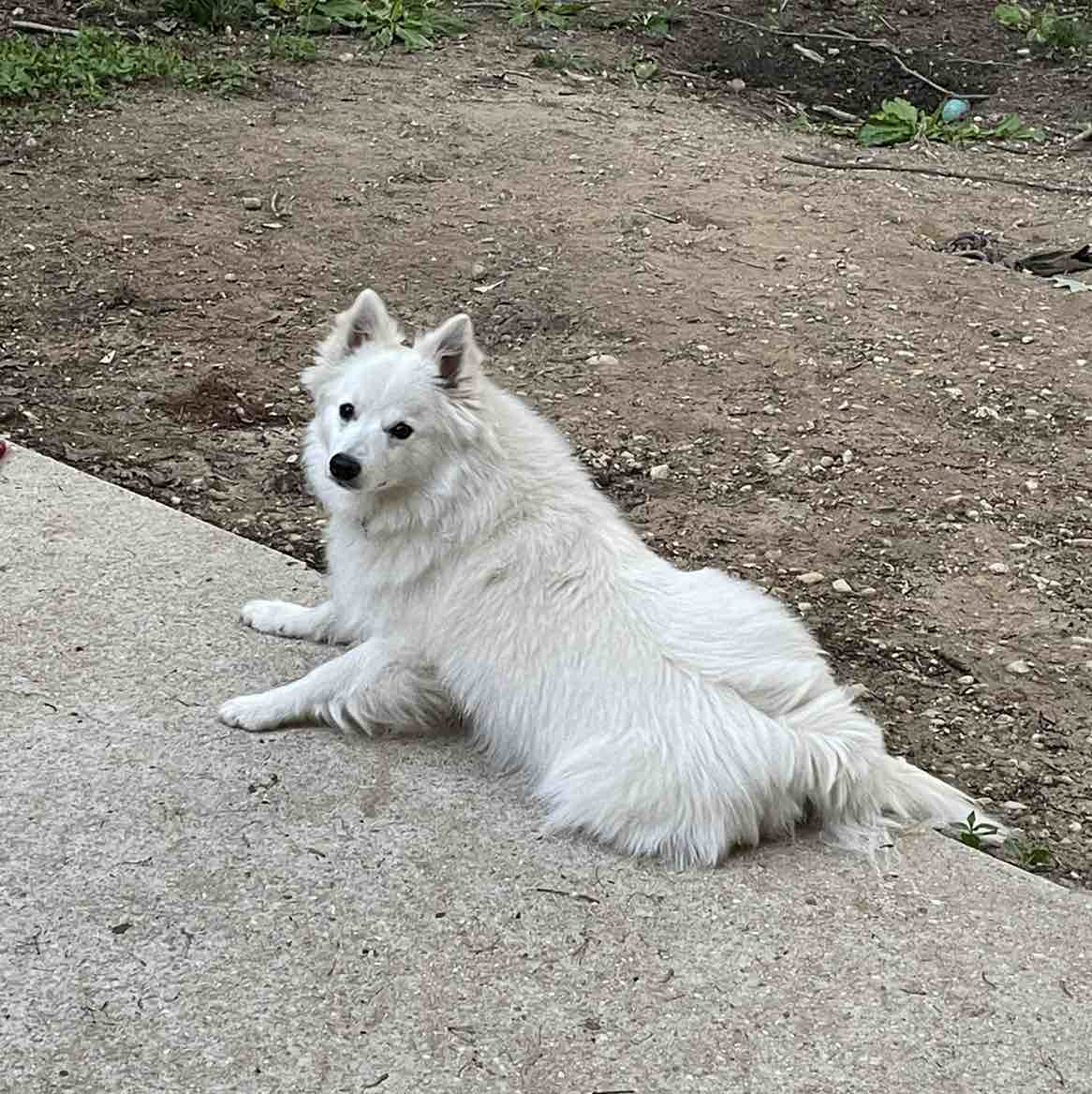 A picture of Pike, a 5 years 5 months old American Eskimo Dog dog.