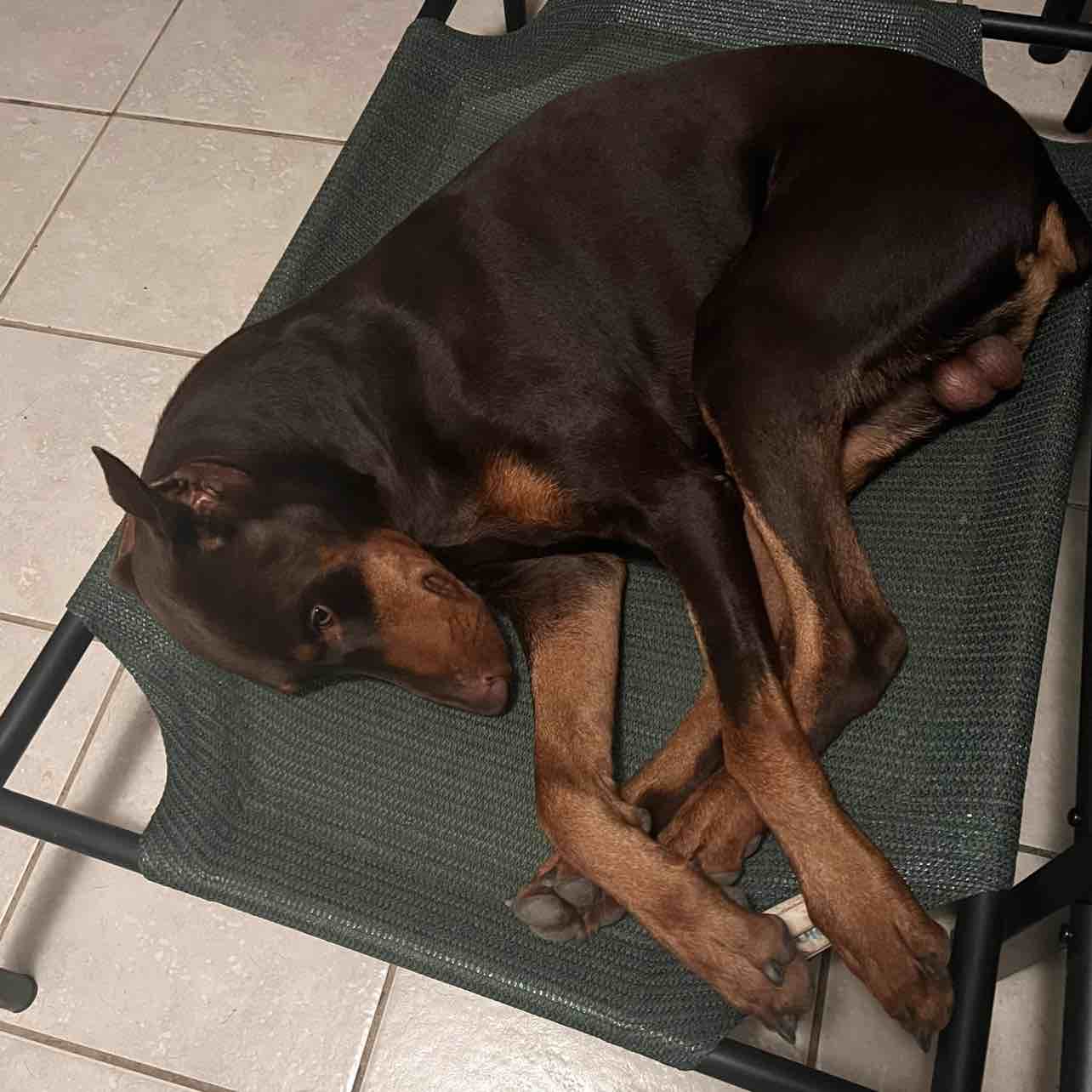 A picture of Prince Girod Morris, a 3 years 9 months old Other dog.
