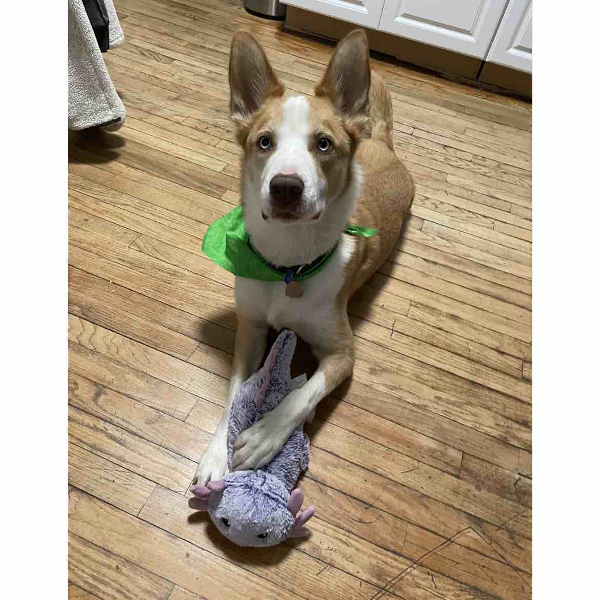 A picture of Neji, a 7 years 1 month old Other Mix dog.