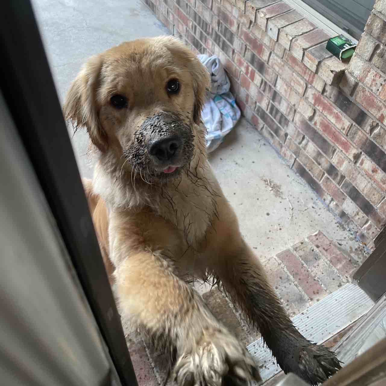 A picture of Embry, a 2 years 7 months old Other dog.