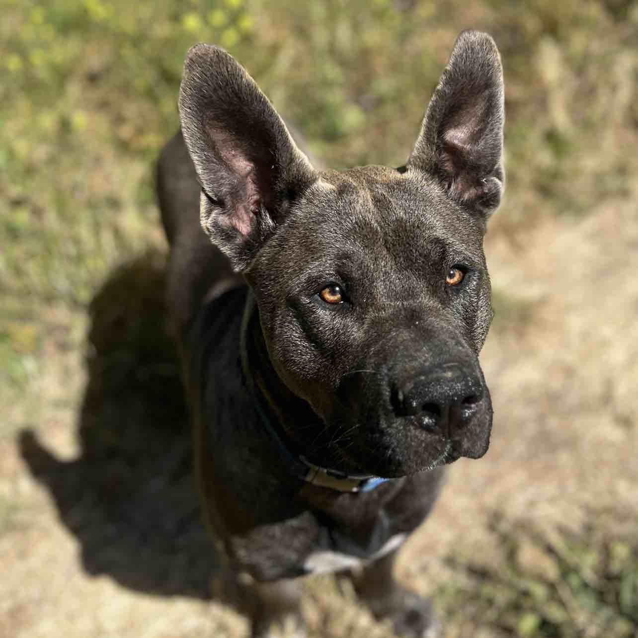 A picture of Oatlee, a 2 years old Other Mix dog.