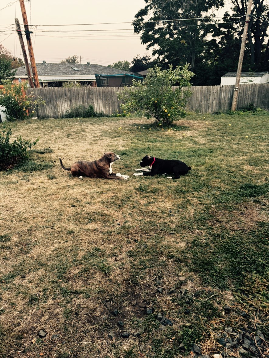 A picture of Lunatic, a 1 year 6 months old Other dog.