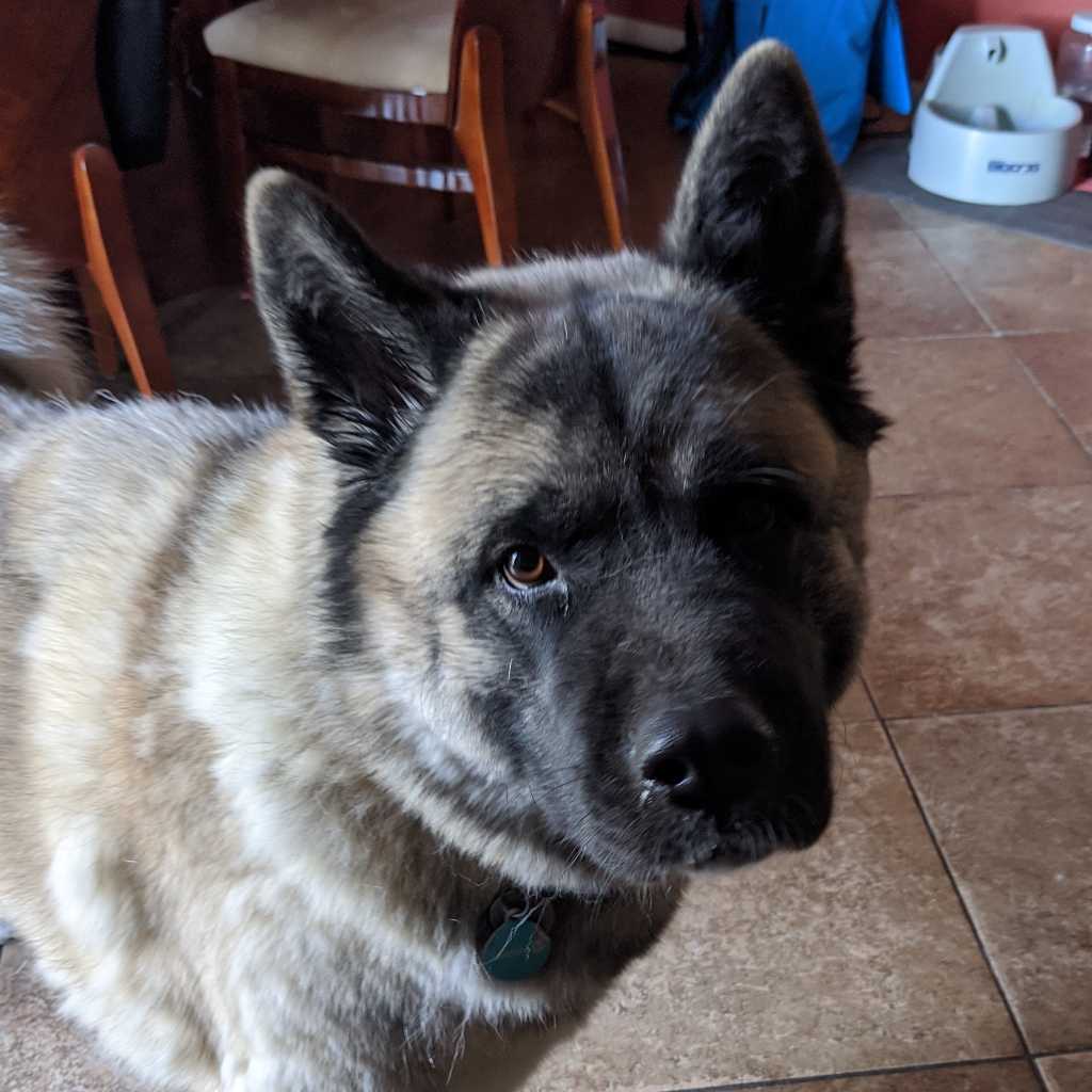 A picture of Khaleesi Mother Of Dragons, a 9 years 2 months old Other dog.