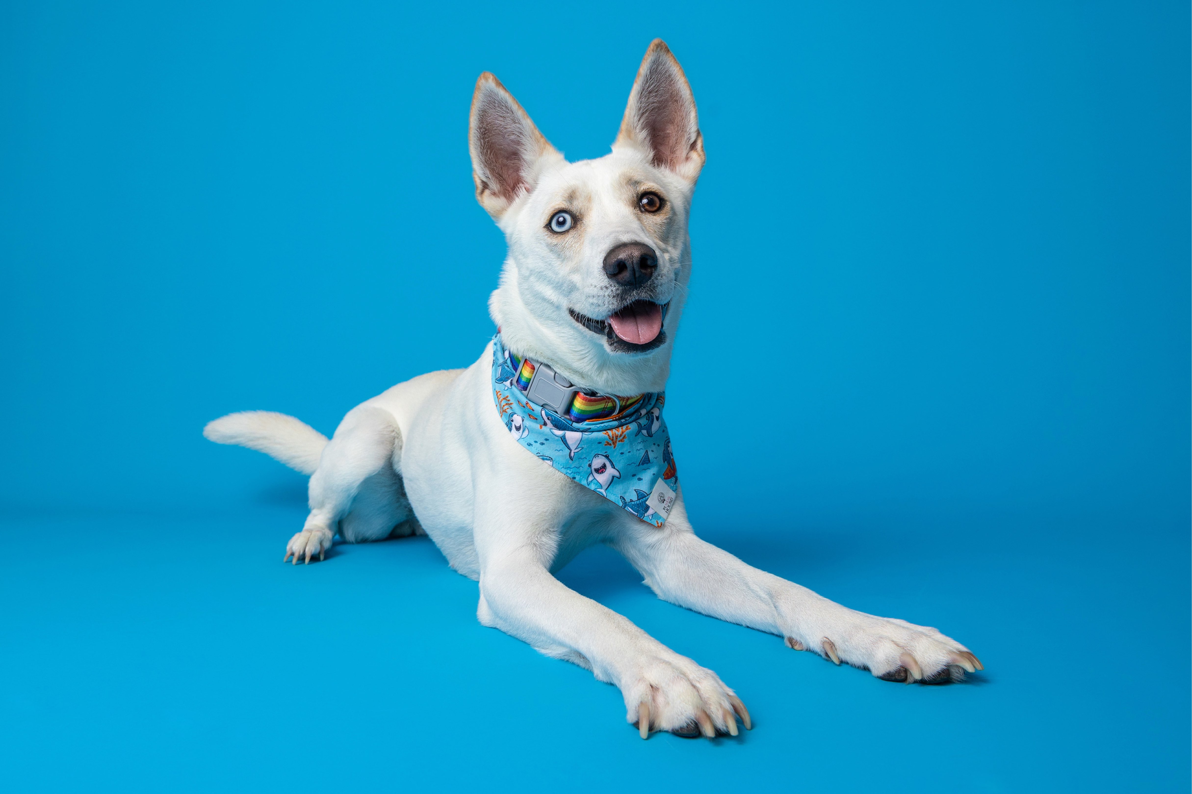 A picture of Willow, a 2 years 7 months old Other Mix dog.