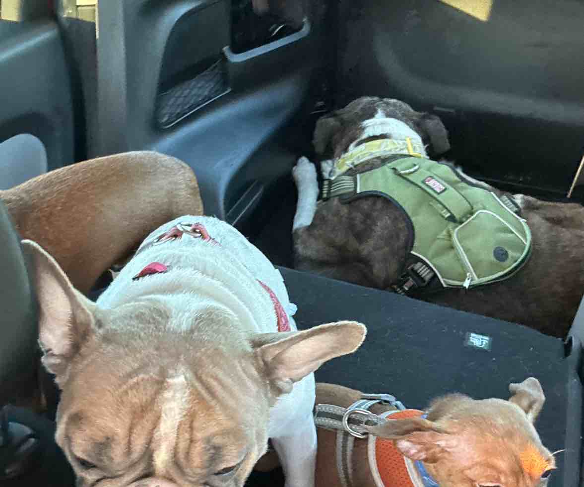 A picture of Scrappy Doo Adams, a 4 years 5 months old Other dog.