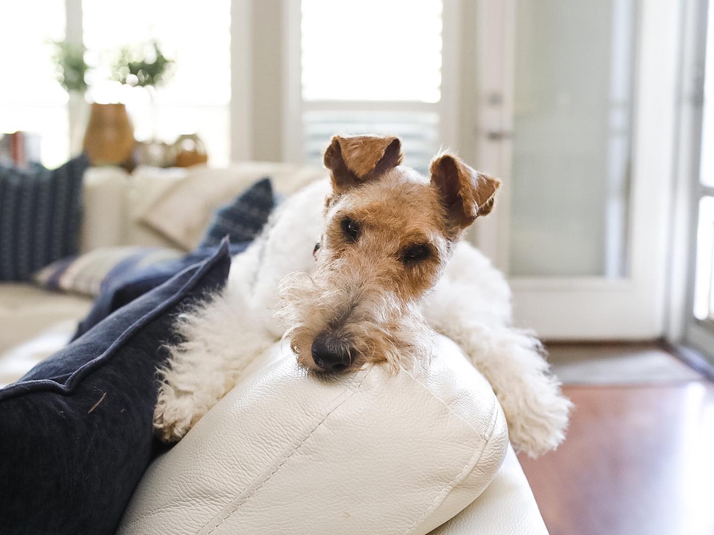 A picture of Spencer, a 6 years 2 months old Other dog.