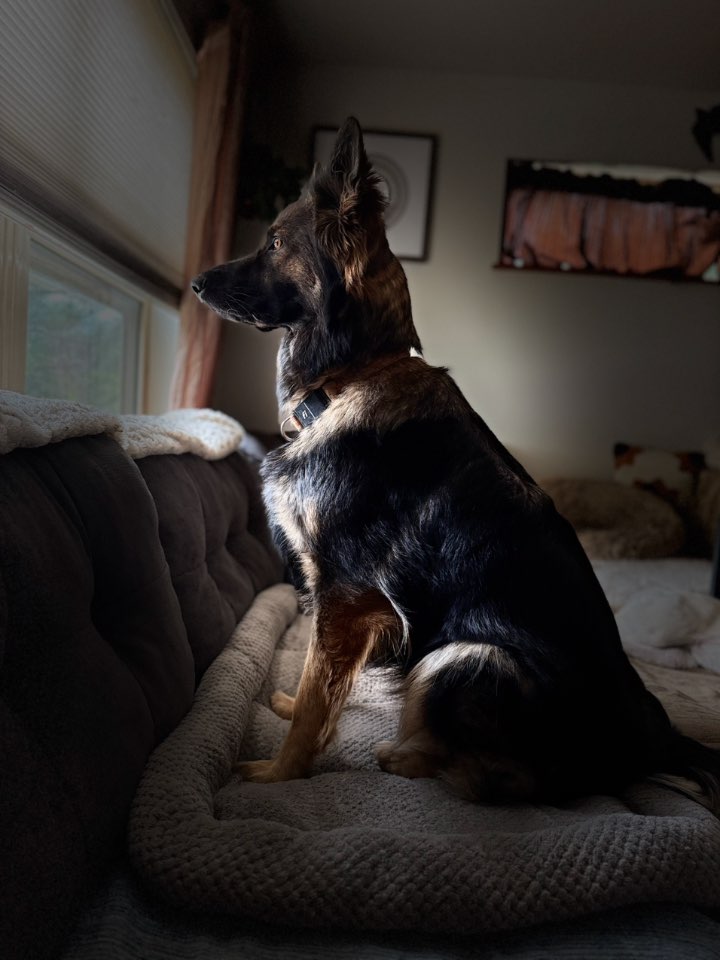A picture of Katara, a 1 year 8 months old Other dog.