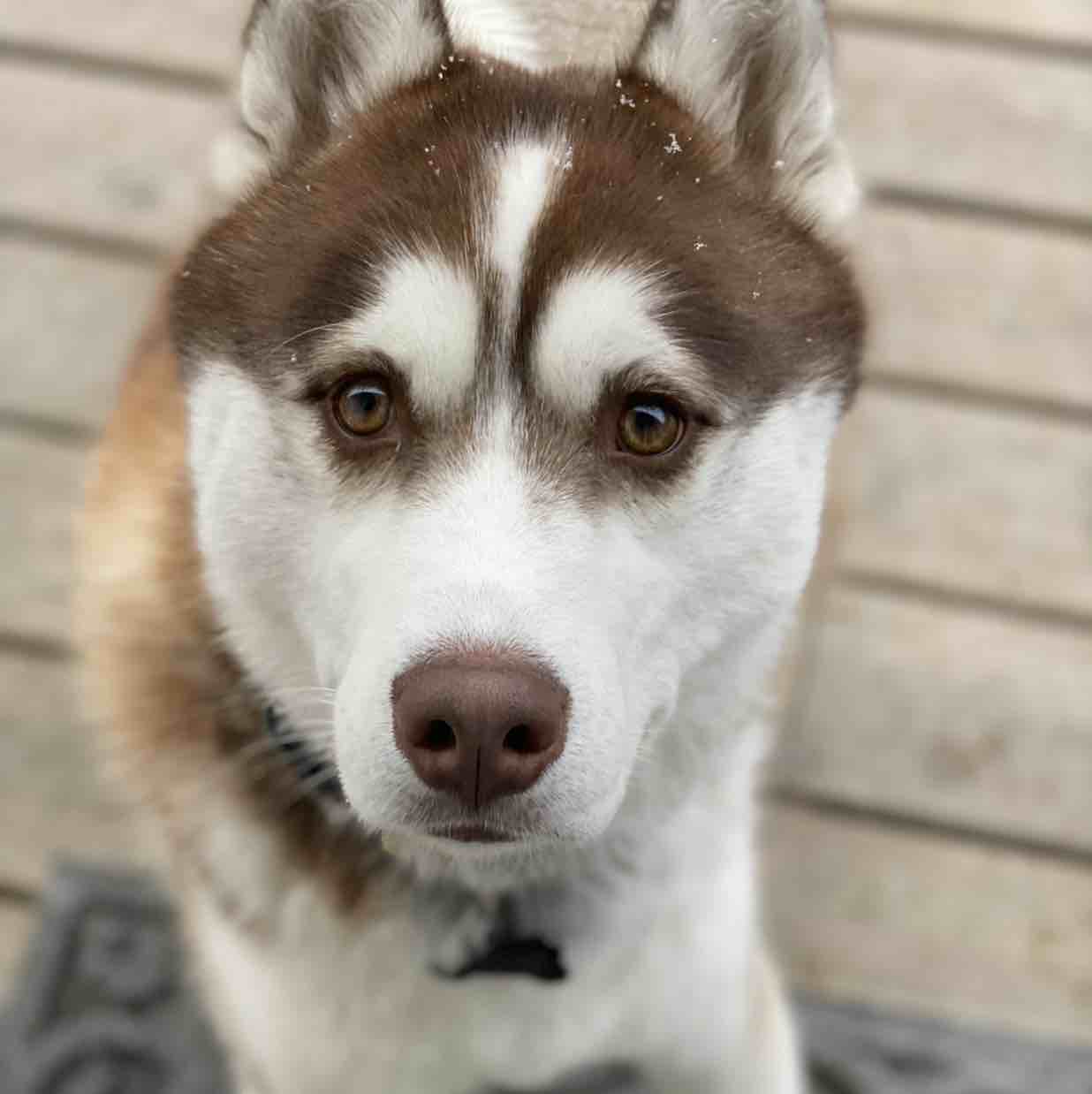 A picture of Sasuke, a 4 years 9 months old Other dog.
