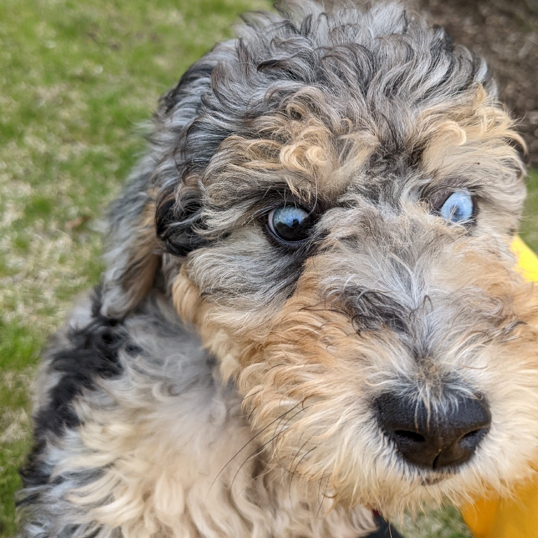 A picture of Ossi, a 3 years 5 months old Other dog.