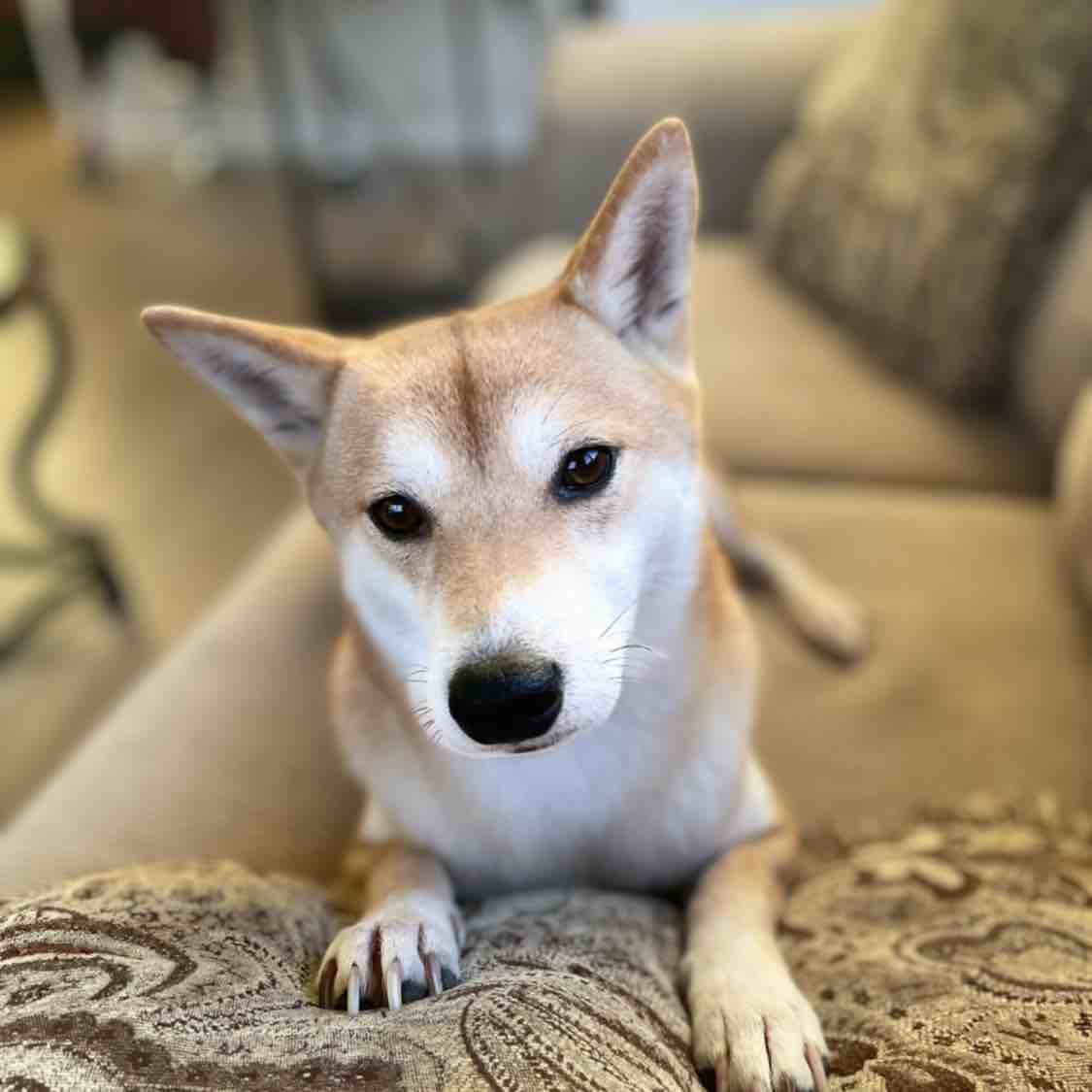 A picture of Ayumi, a 6 years old Other dog.
