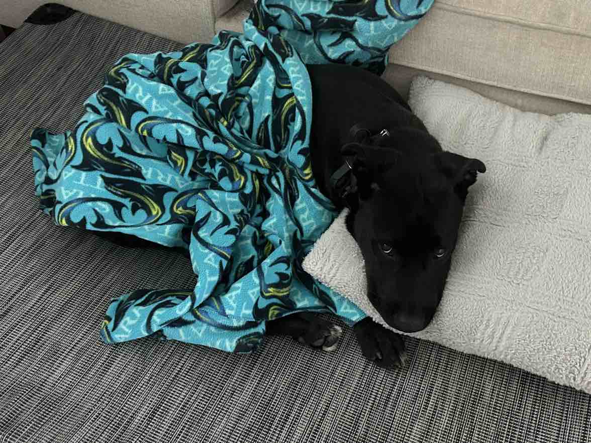 A picture of Pango, a 3 years old Labrador Husky Mix dog.