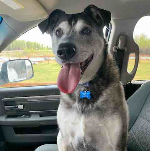 A picture of Hatcher, a 16 years 1 month old Other Mix dog.