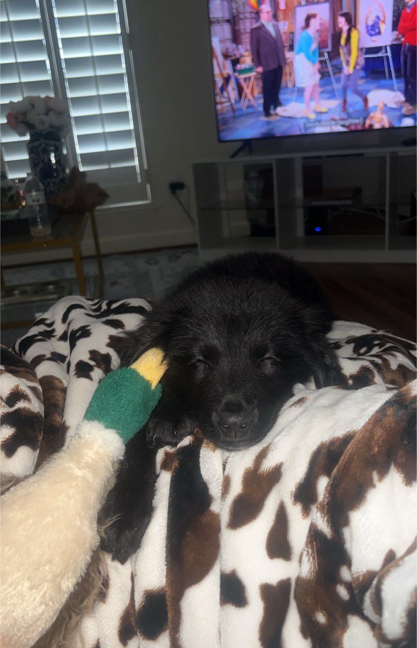 A picture of Whiskie, a 5 months old Other Mix dog.