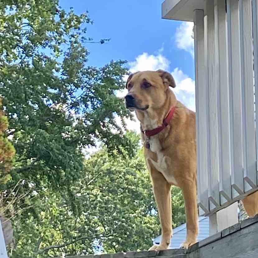 A picture of Tuga, a 12 years 5 months old Labrador Retriever Mix dog.