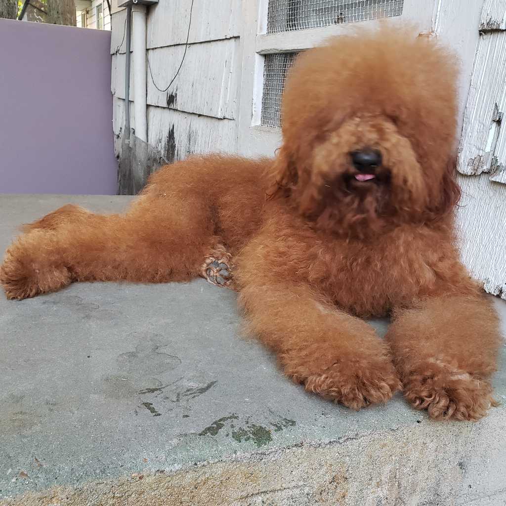 A picture of BARK-LEE, a 6 years 1 month old Other dog.