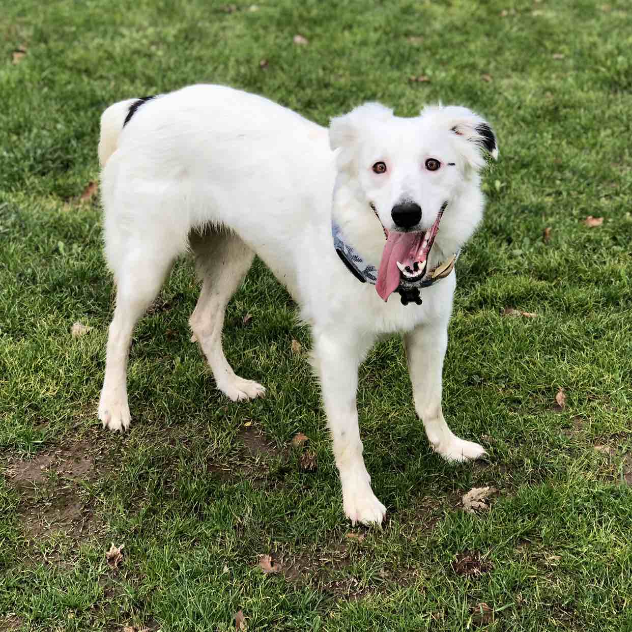 A picture of Cora, a 7 years 9 months old Other dog.
