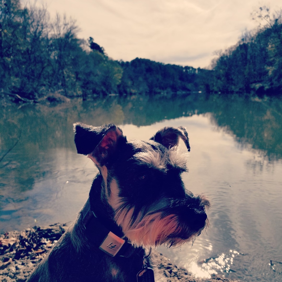 A picture of Chip, a 6 years 1 month old Other dog.