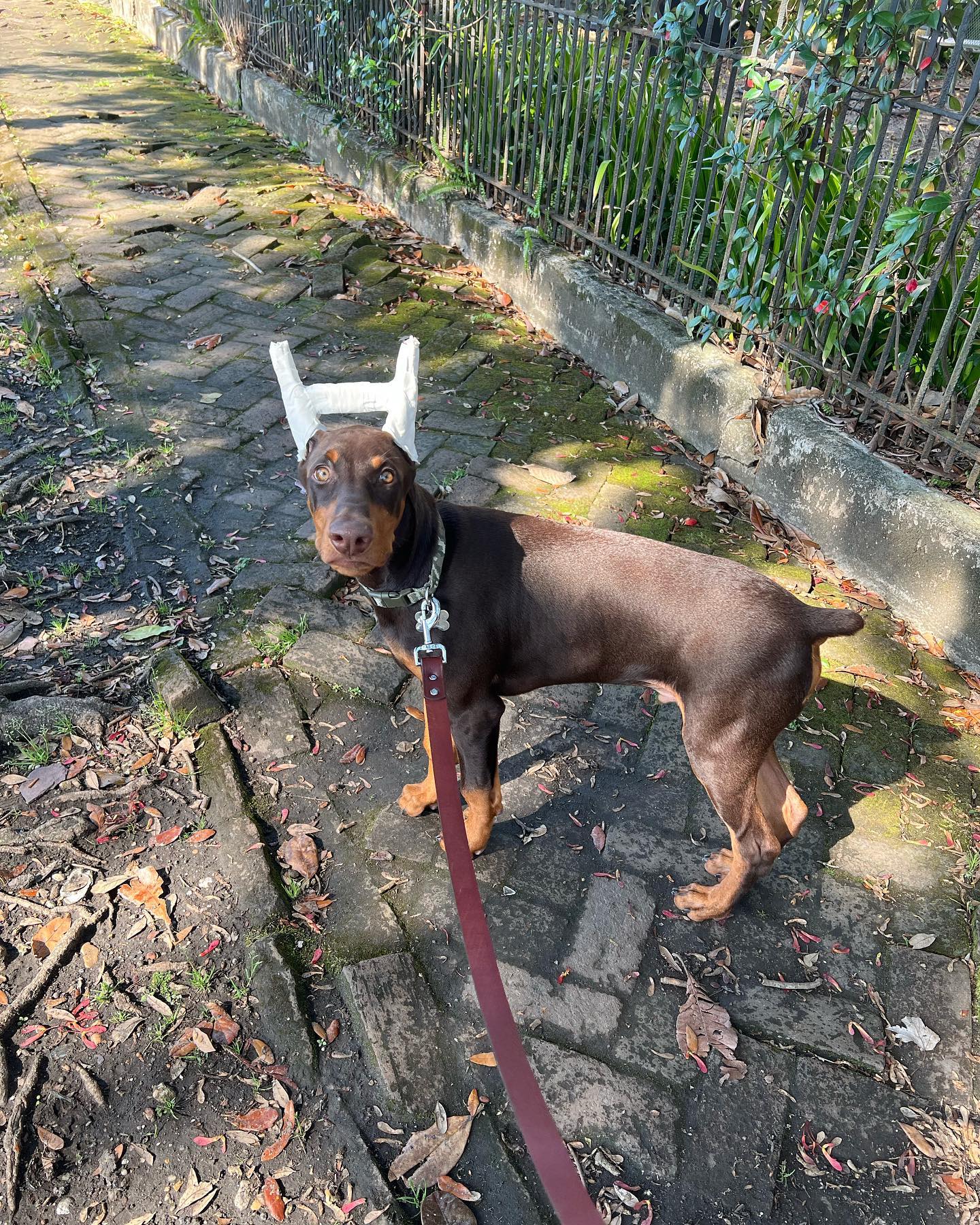 A picture of Prince Girod Morris, a 3 years 9 months old Other dog.
