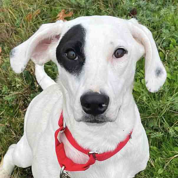 A picture of Feebs, a 3 years 6 months old Labrador Retriever Mix dog.