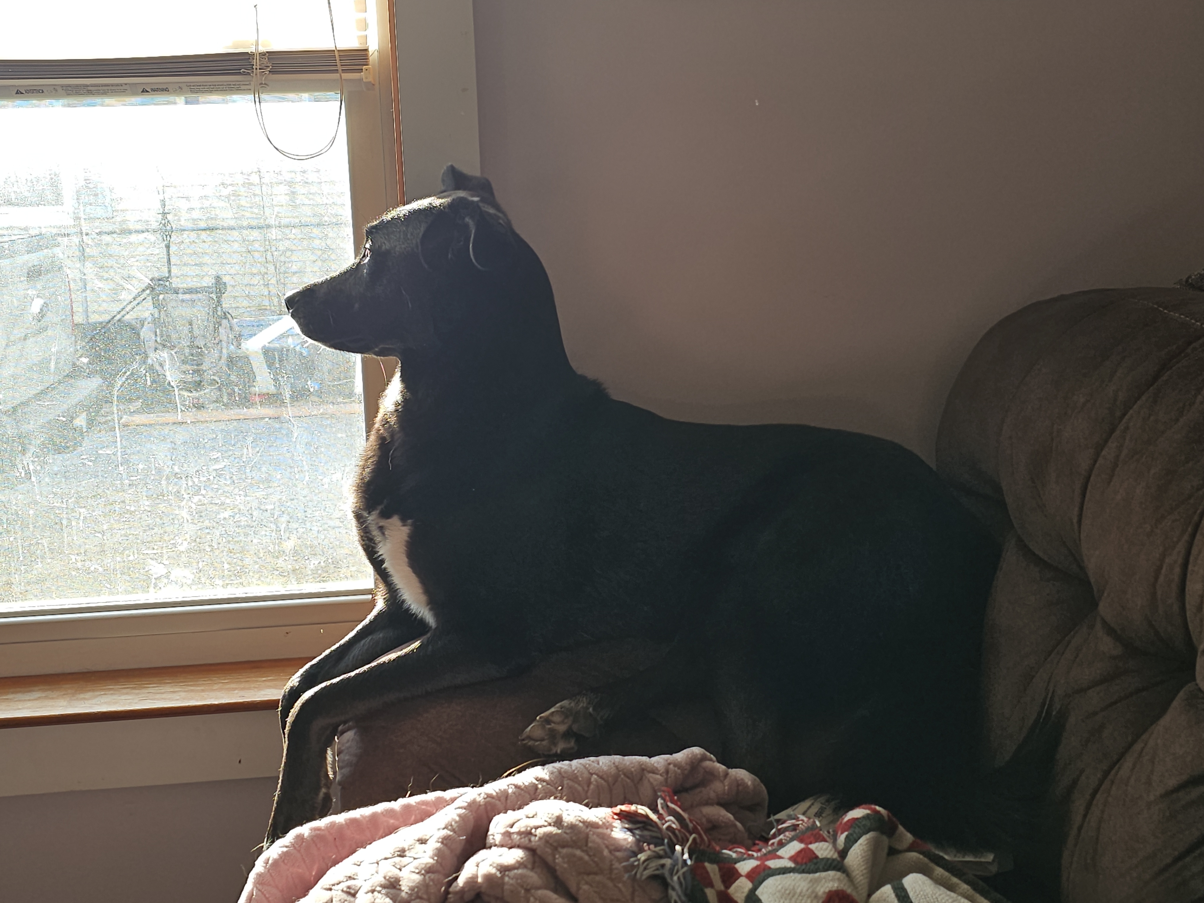 A picture of Nebula , a 2 years 9 months old Other Mix dog.