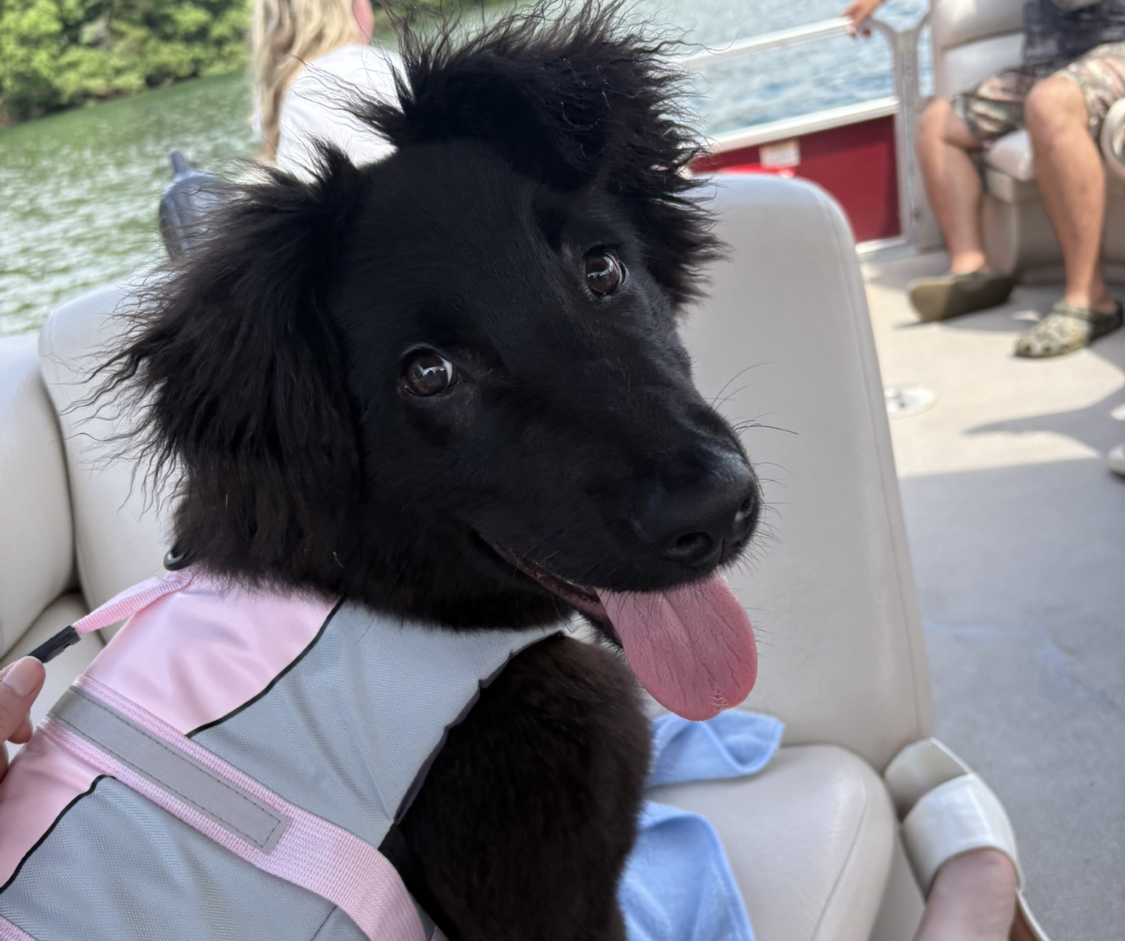 A picture of Whiskie, a 5 months old Other Mix dog.