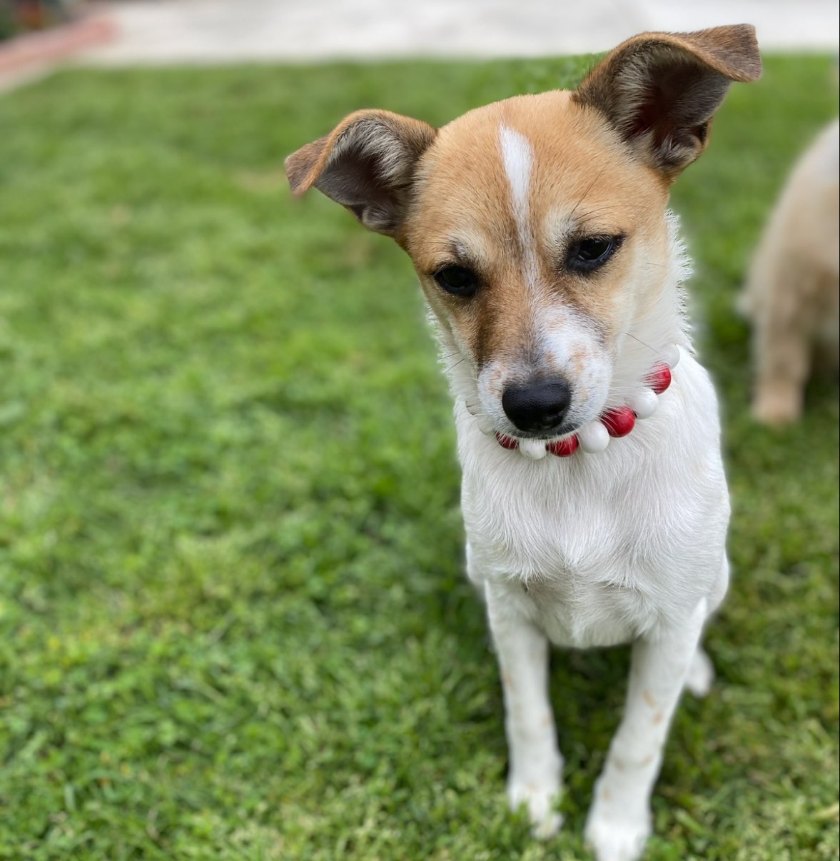 A picture of Missy Mae🐶 & Sophie Rose🐕, a 5 years 9 months old Jack Russell Terrier Mix dog.