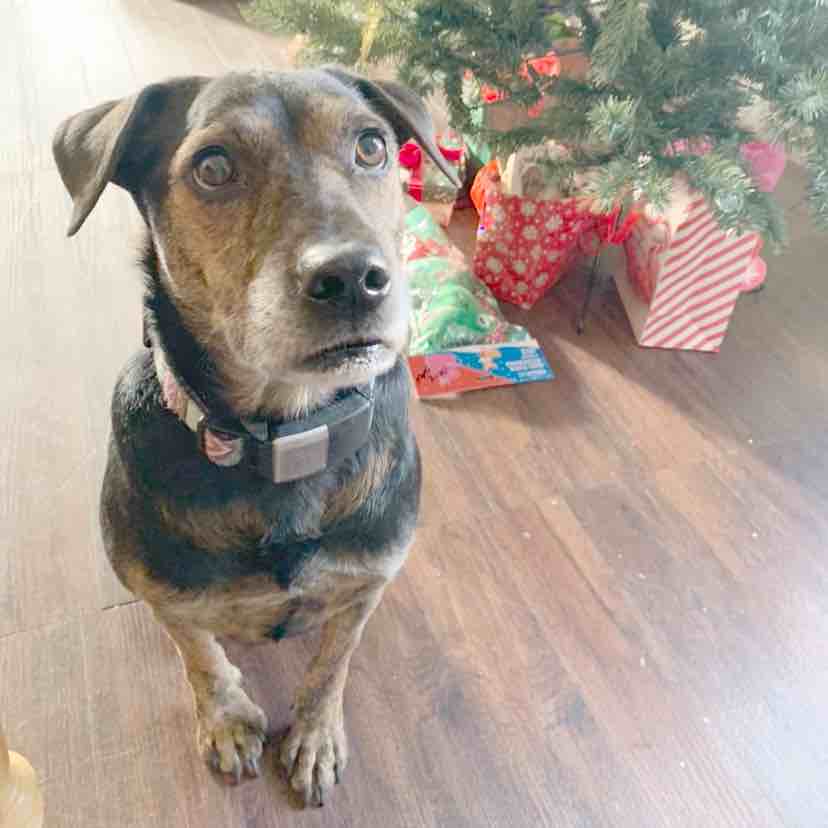 A picture of Bark Twain, a 10 years 1 month old Other Mix dog.