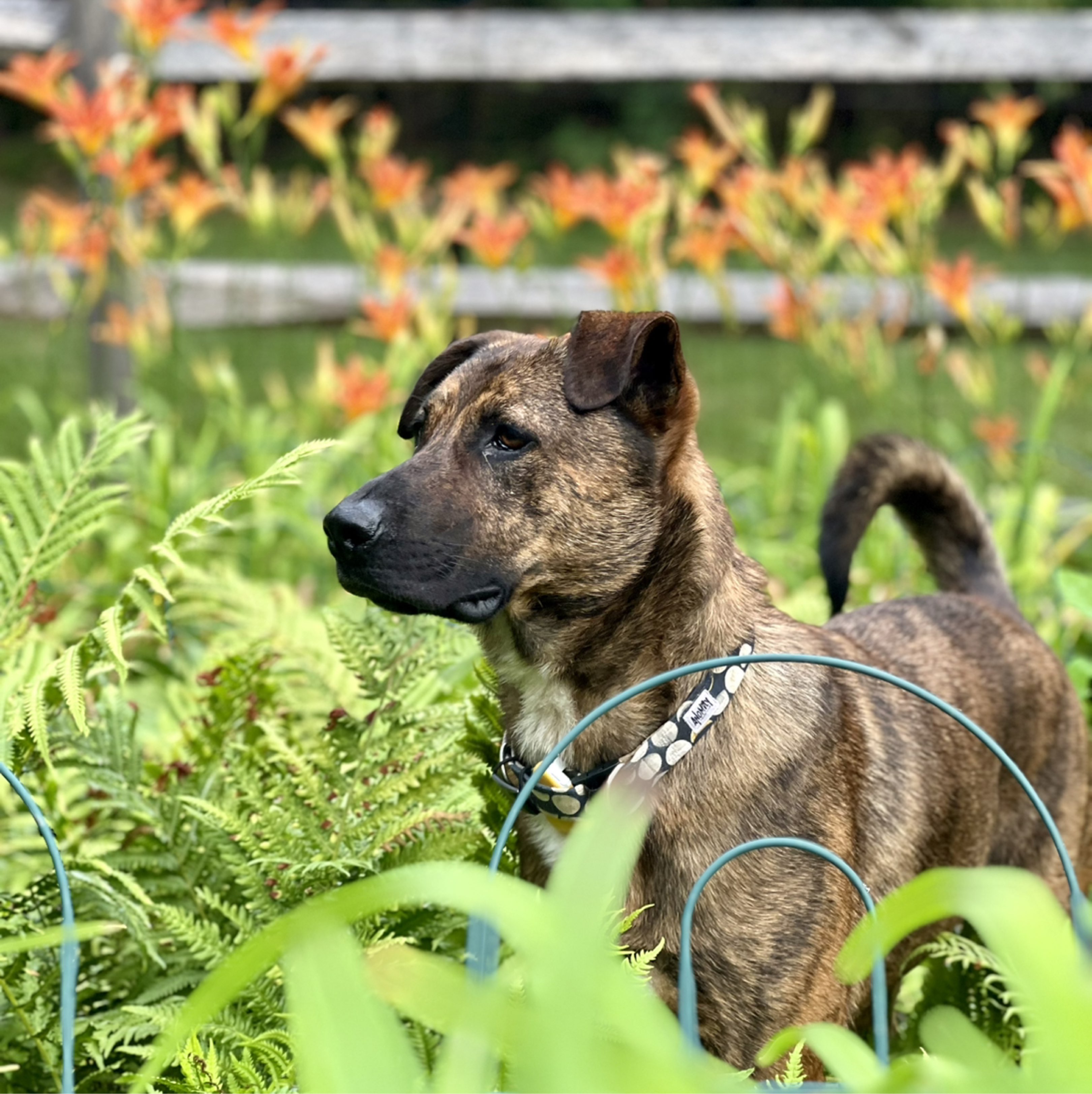 Magic | Fi Smart Dog Collar