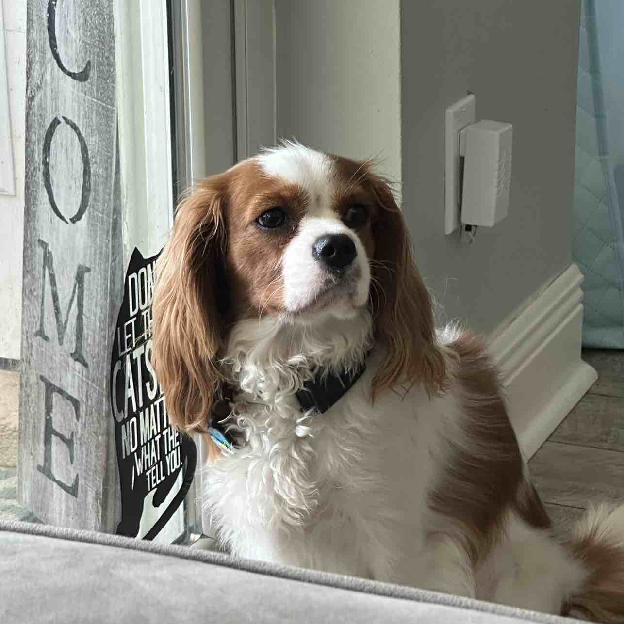 A picture of Edit Rutter Blasdell, a 2 years 11 months old Other dog.