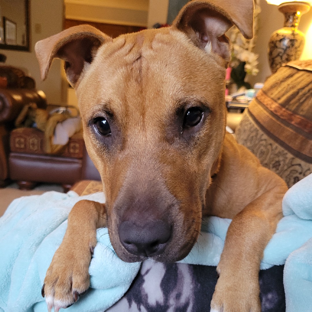A picture of Dash, a 4 years 8 months old Other Mix dog.