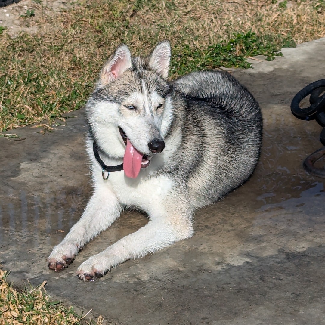 A picture of Rei, a 1 year 5 months old Other dog.