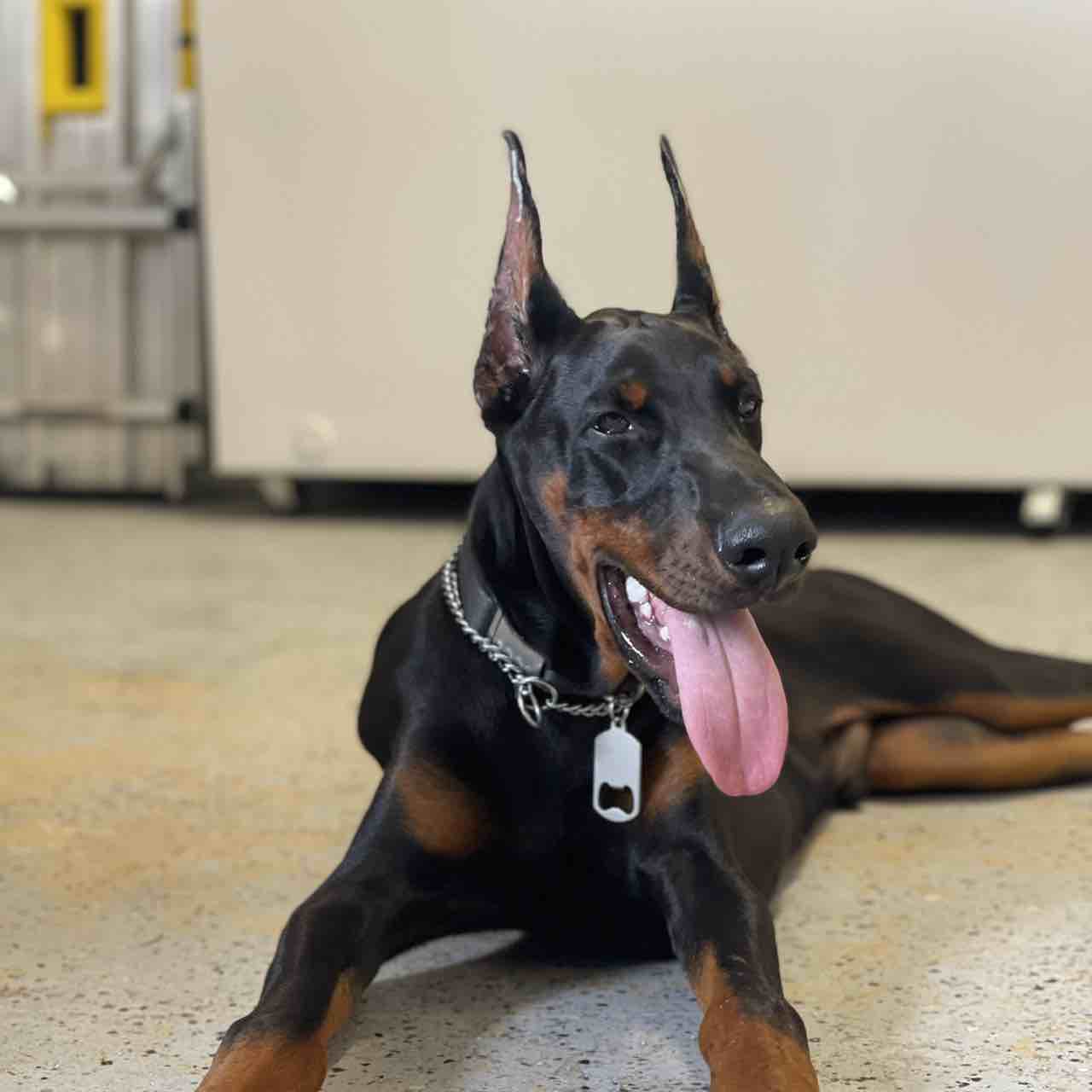 A picture of Dabbu, a 4 years 2 months old Other dog.