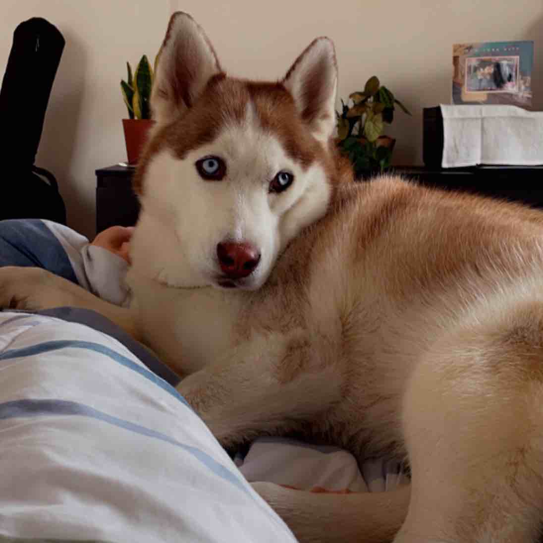 A picture of Sapphire, a 5 years 1 month old Other dog.