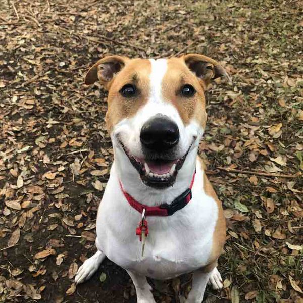 ella-fi-smart-dog-collar