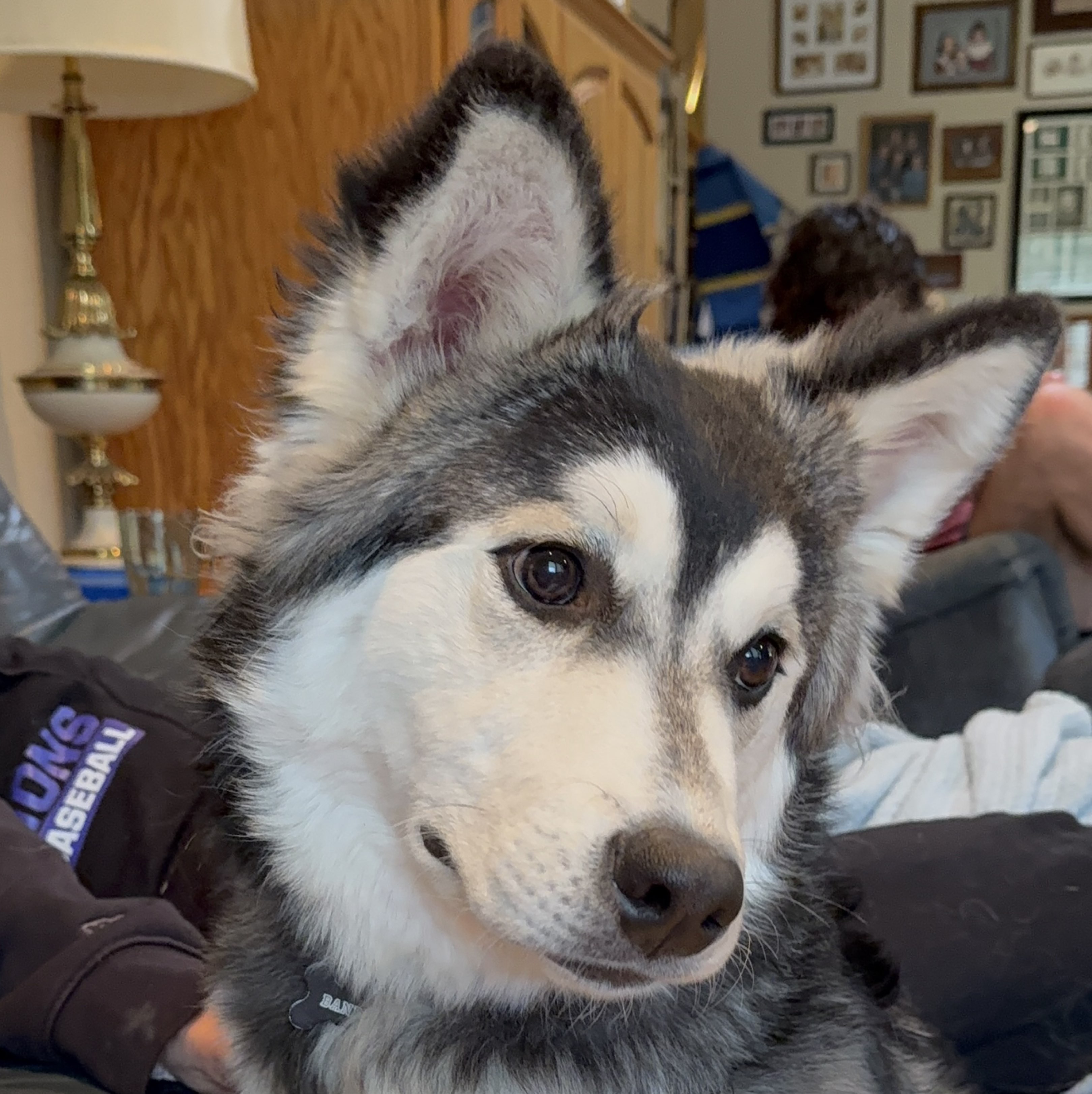 A picture of Bandit, a 1 year old Other dog.