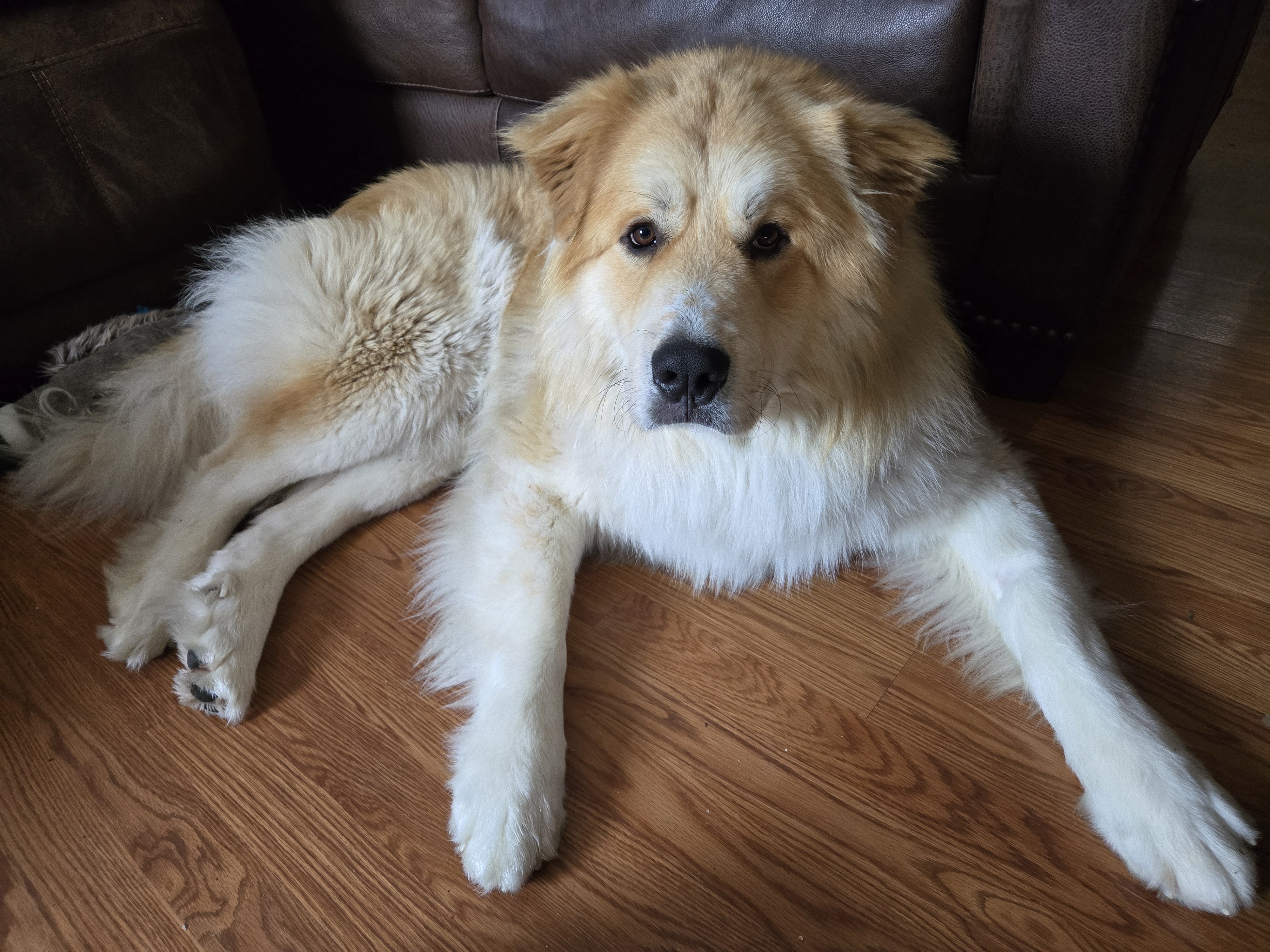 A picture of Ruffles, a 2 years 11 months old Other Mix dog.