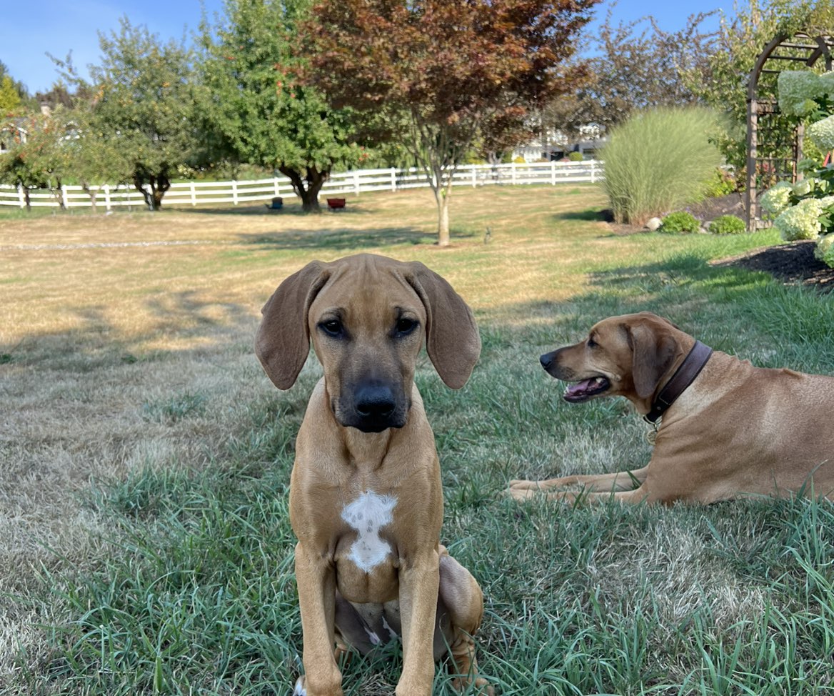 A picture of Jillie G, a 4 months old Other dog.