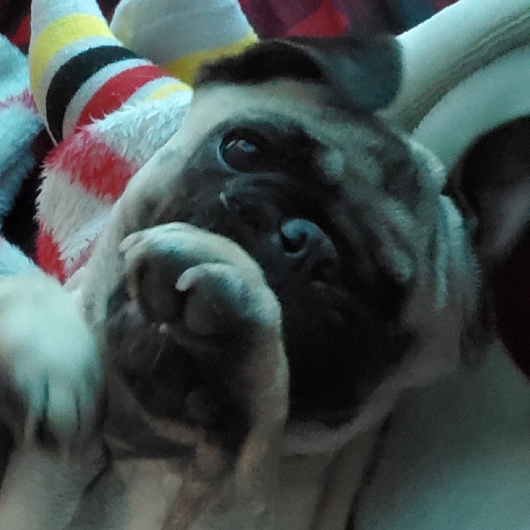 A picture of Safi, a 5 years 6 months old Other dog.