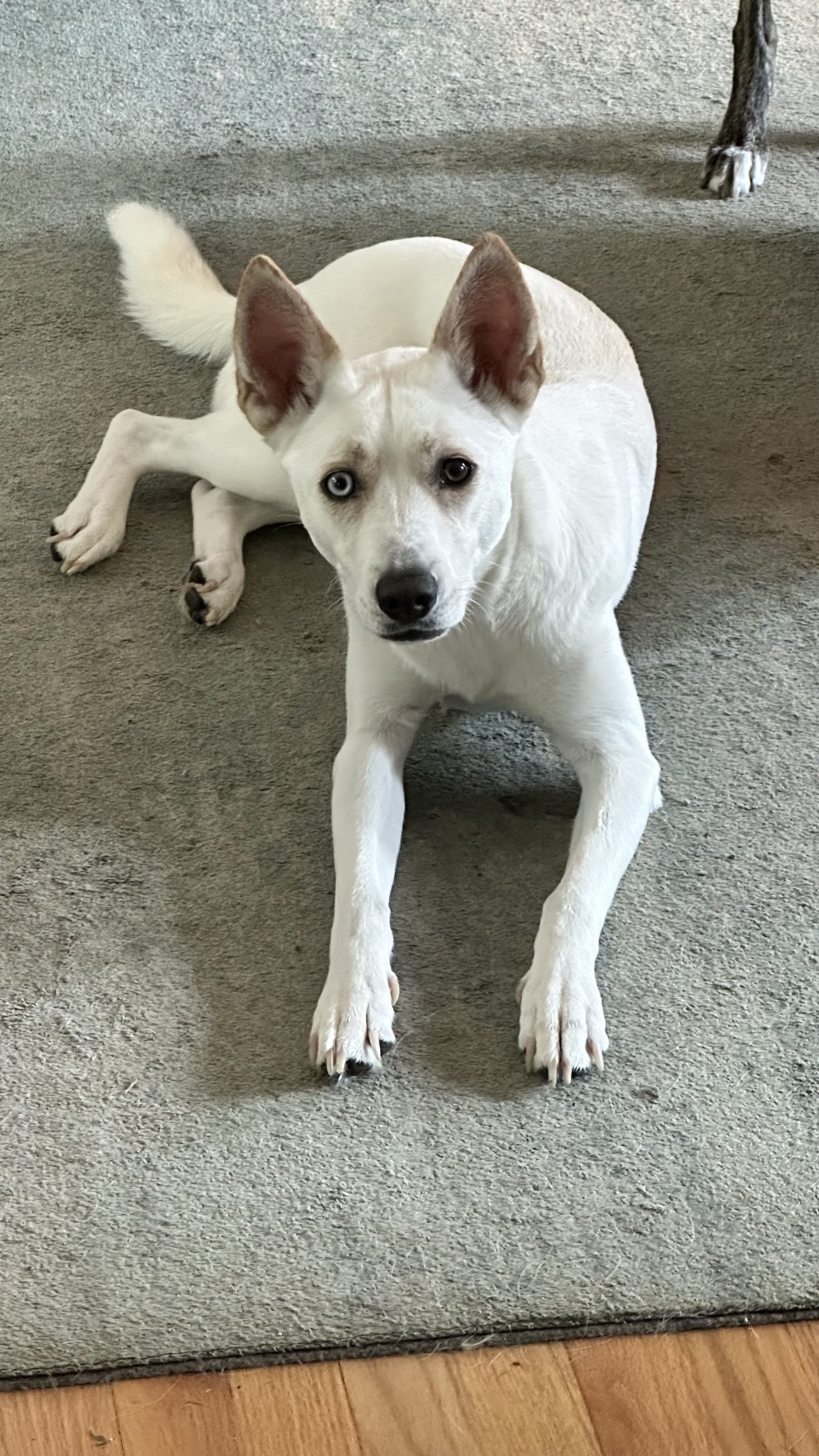 A picture of Willow, a 2 years 7 months old Other Mix dog.