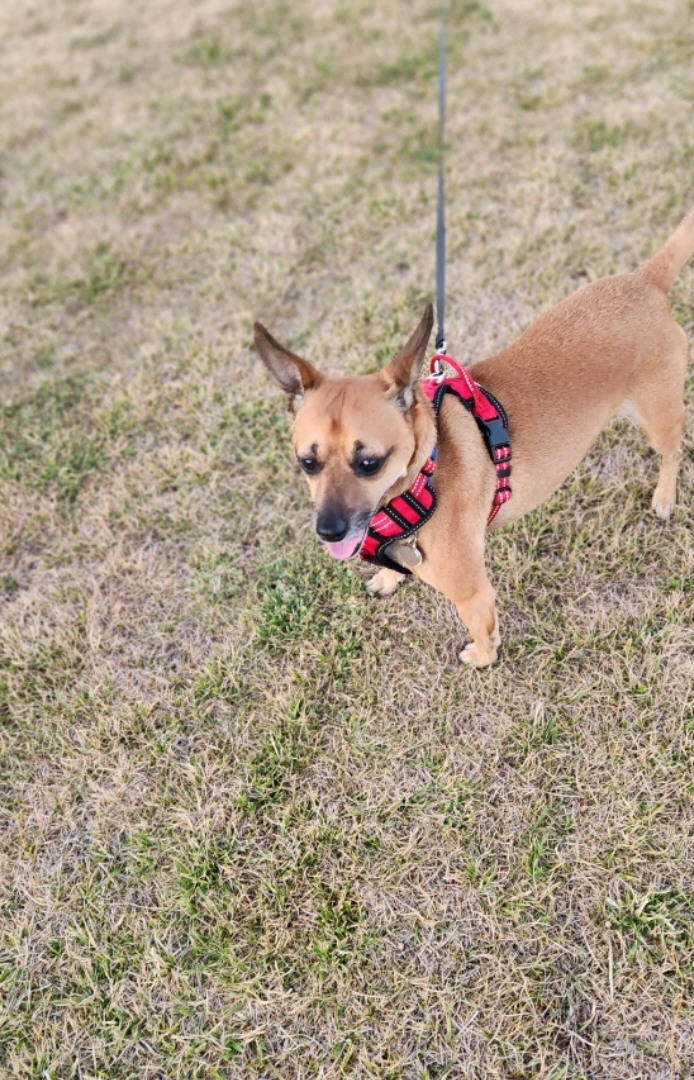 A picture of Jingle Sharma, a 6 years 3 months old Other Mix dog.